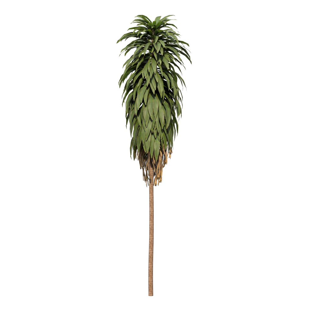 Cordyline fruticosa - Ti Plant 05